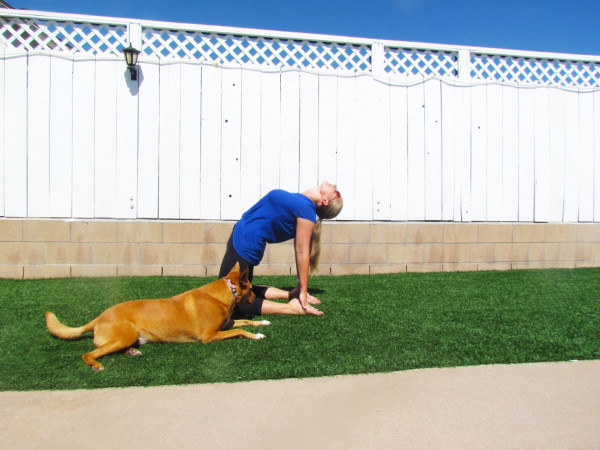 Bạn có biết tại sao các tư thế Yoga thường được đăt tên theo tên con vật?